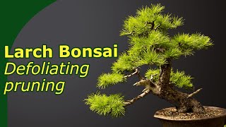 Spring maintenance of Larch Bonsai Pruning and defoliating [upl. by Sonnnie661]