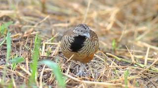 Barred Buttonquail  Turnix suscitator  นกคุ่มอกลาย [upl. by Kristof937]