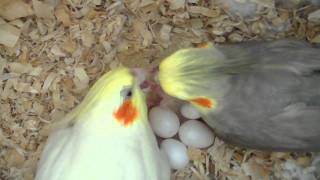 Our Cockatiels Pchan amp Pebble Feeding Their Baby  3 days old [upl. by Yendirb]