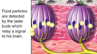 How Sense of Taste Works Animation  Tasting and Tongue Taste Buds Physiology Video [upl. by Nyrol]