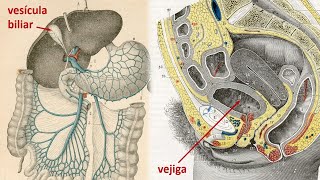 Comparación entre la vejiga y la vesícula biliar [upl. by Casilda]