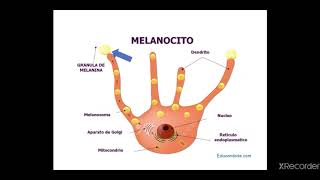 Clase 4  Dermatología Básica Comisión 2  2do Cuat 2020 [upl. by Alvarez]