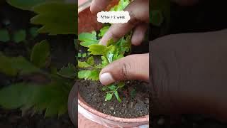 Chrysanthemum plant from cutting trending chrysanthemumplant winterfloweringplant greendecor [upl. by Acnoib]