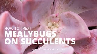 Treating Mealybugs on Succulents [upl. by Eirhtug419]