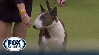 Frankie the Bull Terrier wins the Terrier Group at the Westminster Kennel Club [upl. by Eened]