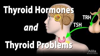 Thyroid Gland Hormones and Thyroid Problems Animation [upl. by Haneehs]