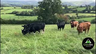 Autumn Bulling Heifers  UK [upl. by Neurath]