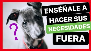 ENSEÑA a tu CACHORRO a HACER sus NECESIDADES en la CALLE ✅ ► TRUCO 100 INFALIBLE [upl. by Orsini]