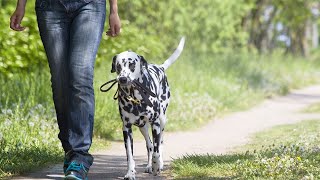 Nervöse Hunde – Dogprofi Sascha Steiner [upl. by Yelnik]