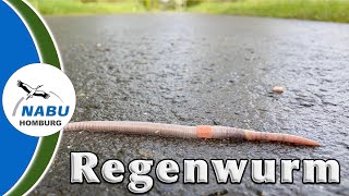 Unnützes Wissen über den Regenwurm [upl. by Azaleah]