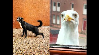 My Pet Seagull Wants To Fight My Doggo [upl. by Ahcrop]