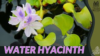 WATER HYACINTH Information Description amp More Eichhornia crassipes [upl. by Saidee]