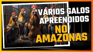 GALOS SÃO APREENDIDOS EM EVENTO NO AMAZONAS E ESSE PROBLEMA TAMBÉM É SEU [upl. by Candi]