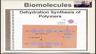 Chapter 2B Part 3  Dehydration Synthesis amp Hydrolysis [upl. by Bradman385]