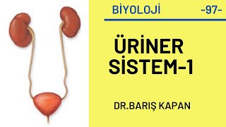 2021TAYFA 24KONUÜRİNER SİSTEM1 [upl. by Mireielle]