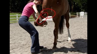 Horse Stretch For Front Leg and Pec quotarmpitquot Muscles [upl. by Gruver431]