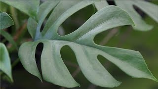 Plant Hunter Stories  Mini Monstera Rhaphidophora tetrasperma  Costa Farms Trending Tropicals® [upl. by Inail]