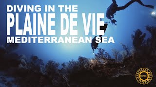 Plongée sur un sec  Plaine de vie septembre 2024 diveexplo360 [upl. by Elfrieda]