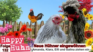 E132 Neue Hühner eingewöhnen bei HAPPY HUHN  Der Happy Hühnergarten entsteht TEIL 6 Orloff Hühner [upl. by Blessington989]