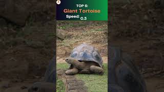 Top 10 Slowest Animals on the Planet [upl. by Heigho216]