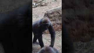 💥adorable gorilla siblings 🦍🌴🌻🍀2023trending youtubeshorts short [upl. by Neiviv431]