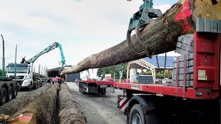 🌳23 Transport et sciage des chênes dexception pour NotreDame suite dune belle aventure humaine [upl. by Fadiman]