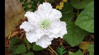 ABC TV  How To Make Scabiosa Flower From Crepe Paper  Craft Tutorial [upl. by Yrem399]