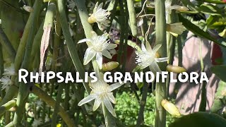 Rhipsalis grandiflora [upl. by Waers]