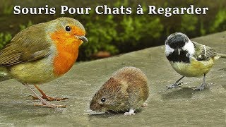 Vidéos Pour Chats à Regarder Souris  Souris Pour Chat  Vidéo Pour Les Chats à Regarder Souris [upl. by Zebedee]