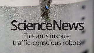 Fire ants inspire trafficconscious robots  Science News [upl. by Beckett345]