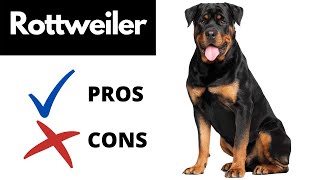 Rottweiler Pros And Cons SHOCKING [upl. by Aleit]