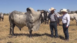 La única raza de ganado reconocida como mexicana El Sardo Negro [upl. by Aremaj]