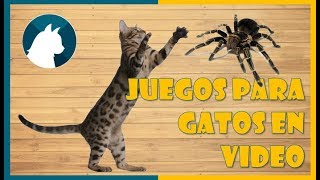 🐈Juego para gatos en video 🐾  Games for cats🕷 [upl. by Oakie]