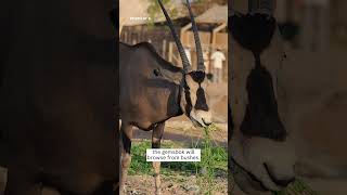 Gemsbok  Species Fact Card [upl. by Junette229]