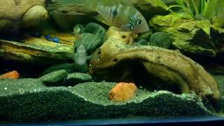 Thorichthys ellioti breeding part 3 freeswimming fry [upl. by Hamel]