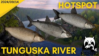 Lower Tunguska River HOTSPOT Russian Fishing 4 [upl. by Etnohc]