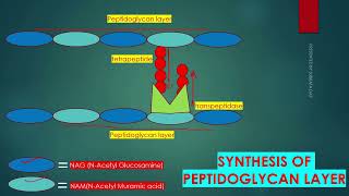 PEPTIDOGLYCAN SYNTHESIS IN BACTERIAL CELL WALL IN ENGLISH [upl. by Lindsley683]