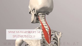 Spine Series 14 Neck Muscles Splenius Colli 3D Animation [upl. by Paco]