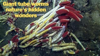 Giant Tube Worms Natures Hidden Wonders [upl. by Neelrac]