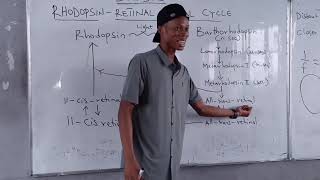 RHODOPSINRETINAL VISUAL CYCLE BIOCHEMISTRY OF VISION [upl. by Maer]