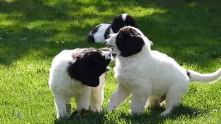 Landseer puppies from the Pacific Coast kennel [upl. by Georgeanne]