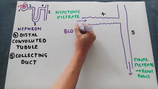 The distal convoluted tubule and collecting duct [upl. by Claybourne]