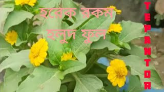 হলুদ রং এর নানা ফুল  A Collection Of Yellow Flowers [upl. by Bucky]