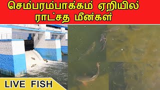 Chembarambakkam Lake  ராட்சத மீன்கள் துள்ளும் நேரடி காட்சி  கூட்டம் கூட்டமாக மீன்கள்  Hook Stars [upl. by Eppes]