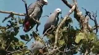 African Grey Parrots waking up in Cameroon [upl. by Tecu384]