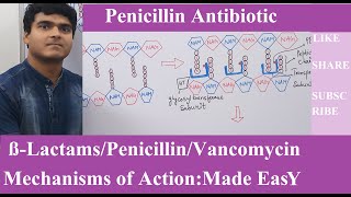 BetaLactams Mechanisms of Action  Cell Wall Synthesis InhibitorPenicillin MechanismPART1 [upl. by Leela583]