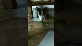 Eating my favourite 🌿 rabbit cute bunny pets animal cutebaby [upl. by Carlynn]