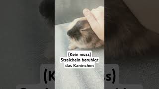 Kaninchen richtig tragen kaninchen tutorial kaninchenrichtigtragen [upl. by Llemaj737]