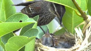 Red Winged Blackbirds nest care [upl. by Cressida]