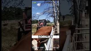 How a Forklift Saved This Cows Life in the Most Unexpected Way shorts short [upl. by Yann]